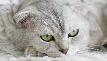 开云APP-爵士险胜日本男篮，戈贝尔三分雨燃情全场